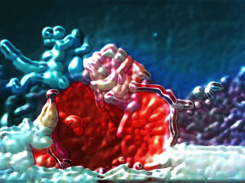 sea slug houston GIF by MFD