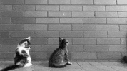cat tumble GIF