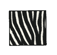 jupitermondverlag zebra jupitermondverlag jupitermond angelinaborgwardt Sticker