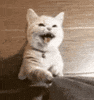 angry cat GIF
