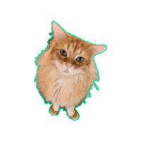 Maine Coon Waiting Sticker by Stephanie