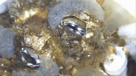 giphyupload microscope sealife microscopic GIF