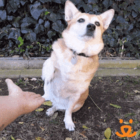 High Five You Got It GIF by Best Friends Animal Society