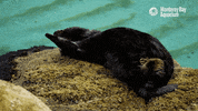 tired sea otter GIF by Monterey Bay Aquarium