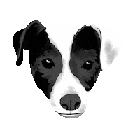 Jack Russell Dog Sticker by four things paper