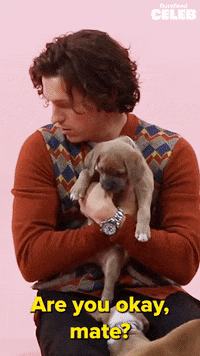 Tom Holland Dog GIF by BuzzFeed