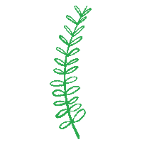 alinnerodrix nature green plant leaf Sticker