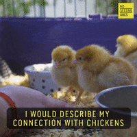 Chicken GIF by 60 Second Docs