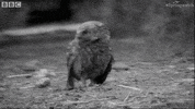 run away united kingdom GIF by BBC Earth