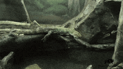 BrookfieldZoo cool bye fast swimming GIF