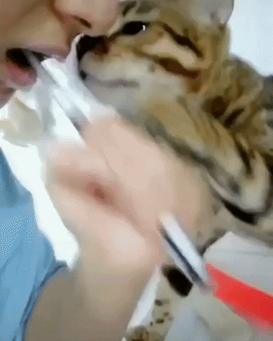 Cat GIF by JustViral.Net