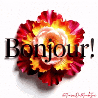 Art Bonjour GIF by TresorsDuMonde.ca