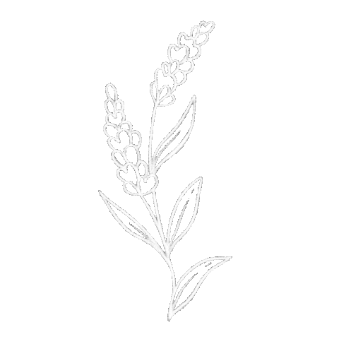 steph_fireflyatelier giphyupload nature flower plant Sticker