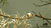 Run Im Late GIF by Brookfield Zoo