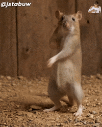 Happy Dance GIF