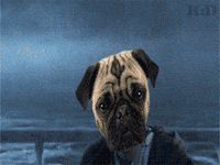dog side GIF