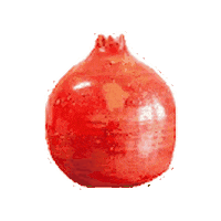 biancamore ceramica pomegranate paestum biancamore Sticker