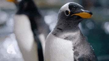 LivingPlanetAquarium penguin aquarium cute animal gentoo penguin GIF