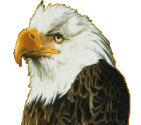 eagle STICKER