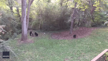 Bears Play With Backyard Tire Swing in Asheville, North Carolina