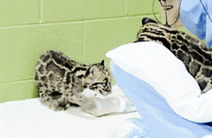 rolling clouded leopard GIF