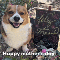 Dog Corgi GIF