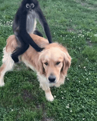 Golden Retriever Dog GIF by Respective
