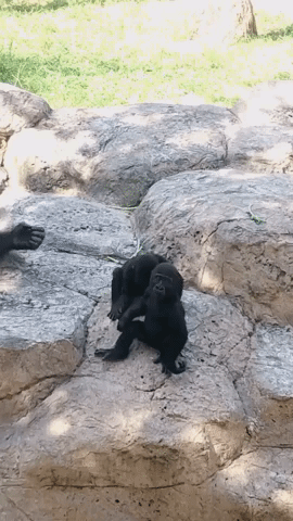 Baby Gorillas Practice Chest Beating at Gladys Porter Zoo