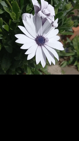 Simongip giphyupload GIF