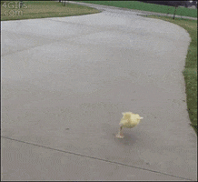 Escape Flee GIF
