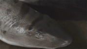 shark week swimming GIF by PBS Digital Studios