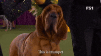 Trumpet Number Two Hound In The US