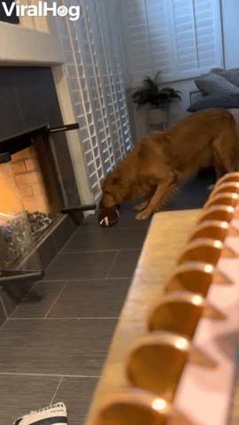 Fireplace Gives Pup Pause