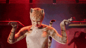 Cat Meow GIF by Cats Movie