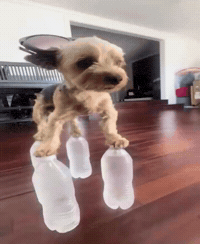 Dog Twitter GIF
