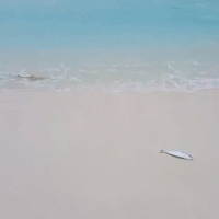 Baby Shark Catches Fish on a Maldives Beach
