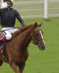 Celebrate Frankie Dettori GIF by World Horse Racing