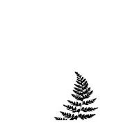 SpaAlder fern alderbrook spa Sticker