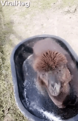 Water Tank is Perfect Bathtub for Alpaca
