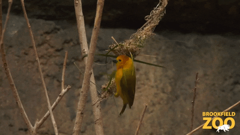 Birds Playing GIF by Brookfield Zoo