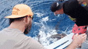 Shark Week Jackass GIF by discovery+