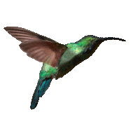 Kolibri Sticker by my Fair Network
