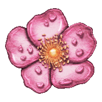 tigirlilygold flower flowers country music ring Sticker