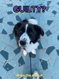 christienbakkker dog like puppy adorable GIF