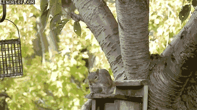 squirrels GIF by Cheezburger