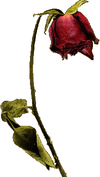 Red Rose Halloween Sticker by blackmooncosmetics