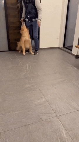 cuteanimalland giphyupload GIF