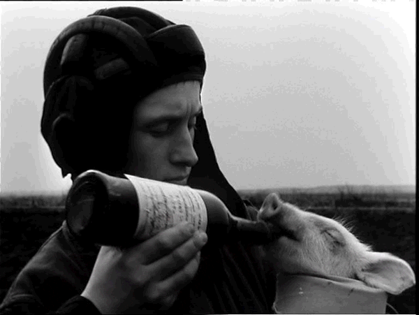 fly pigs GIF