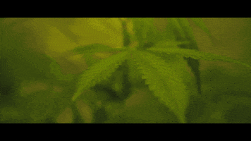 Sub Pop Smoking GIF by Sub Pop Records