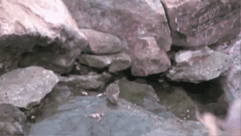 margaretgunning giphygifmaker GIF
